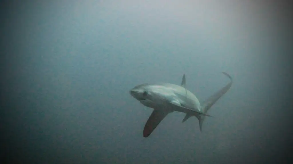 A photo taken whilst SCUBA diving of Thresher shark circling off a seamount in the Phillipines. Credit: me