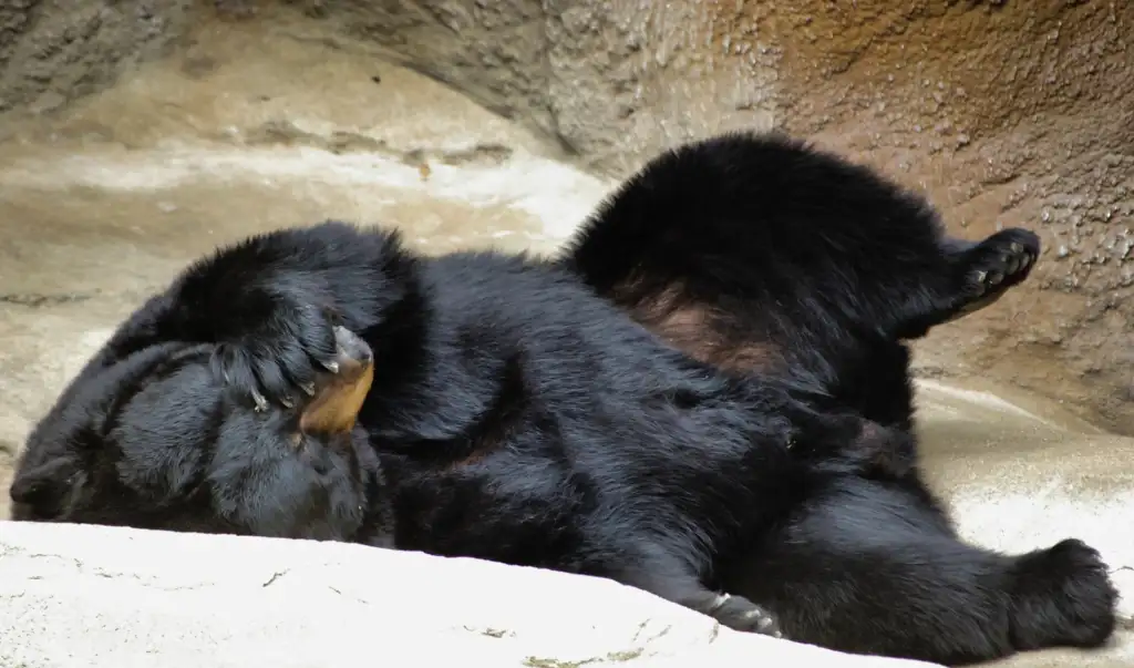 A bear, lying on its side facepalming