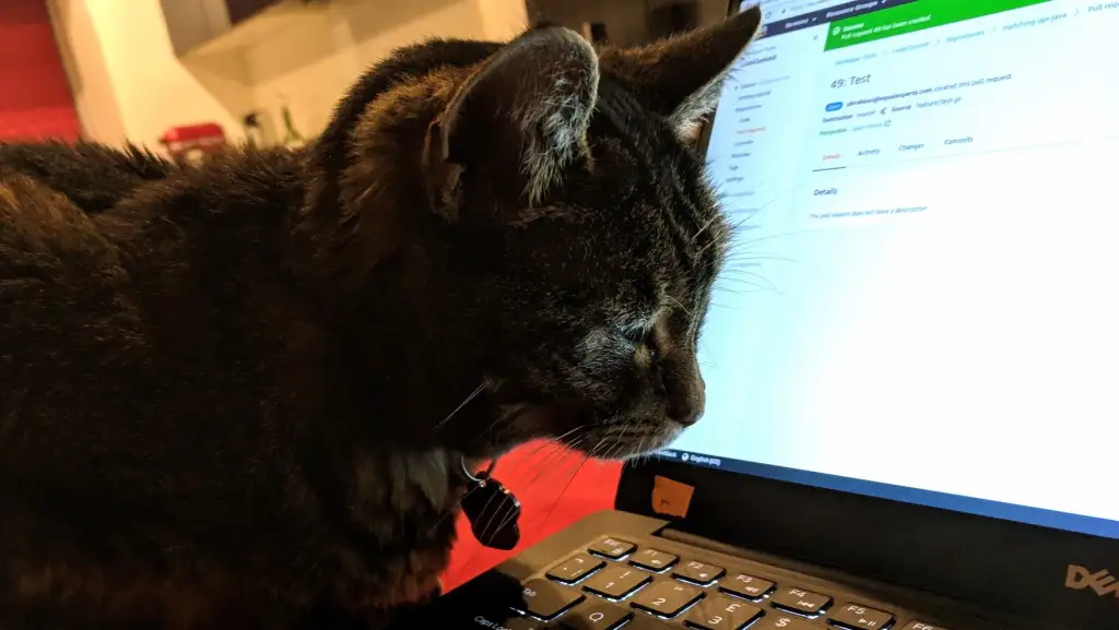 My tabby cat Maddie peering closely at my laptop screen